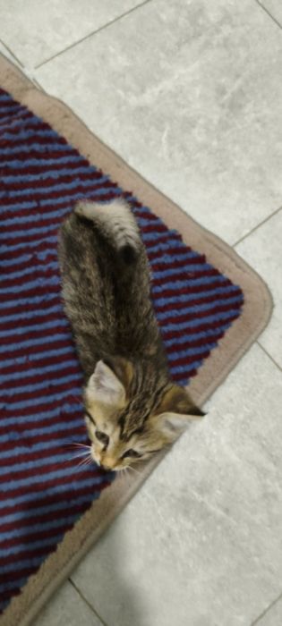 Котенок в добрые руки