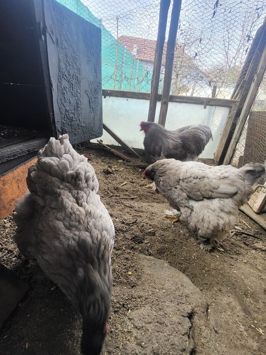 Pui si oua din  rasa Brahma HD,albastru,potarnichiu si Plymouth rock b