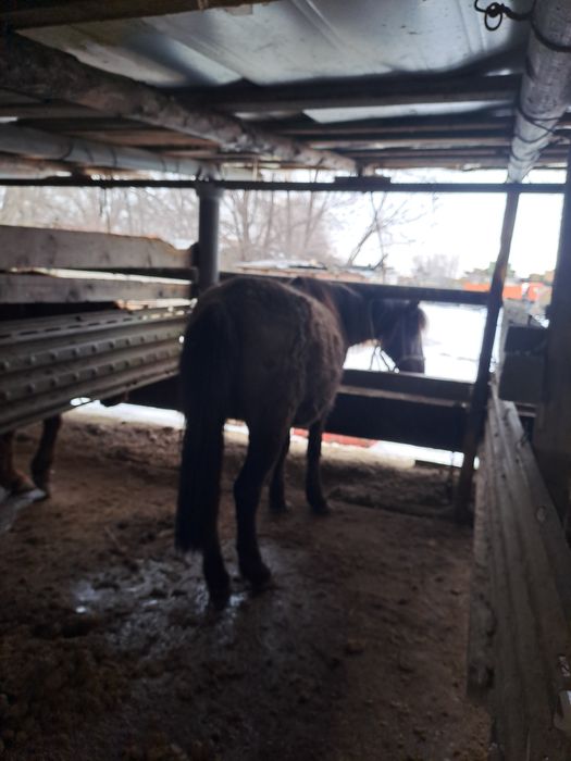 Семіз туу биелер сатылады