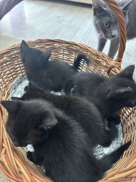 Pet Sitter Bucuresti/Ilfov