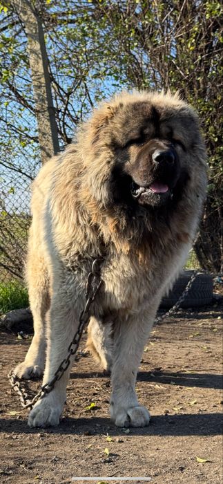 Продава кавказки овчарки