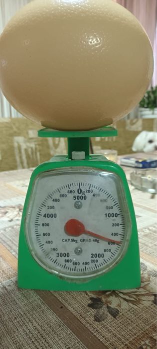 Oua strut pentru consum