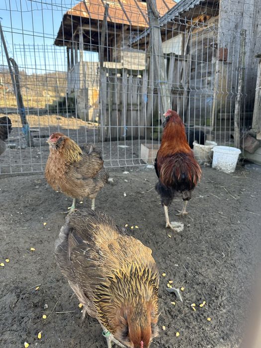Familie gaini araucana