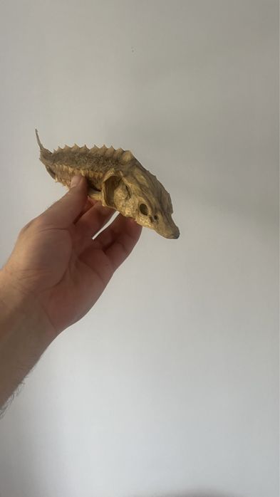 Препарирана риба есетрова