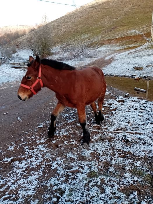 Vand manza și iapa gestanta