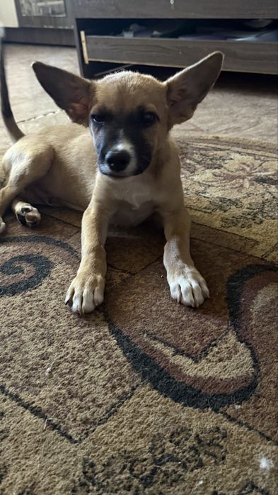 Бонифаций ищет дом