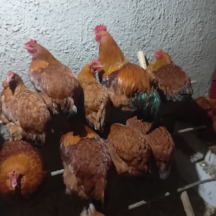 Vând gaini New Hampshire