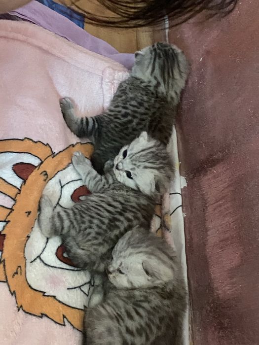 Продам катять скотиш фолд