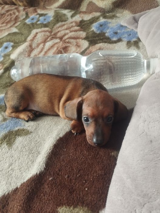 Продам щенка  чистокровка такса