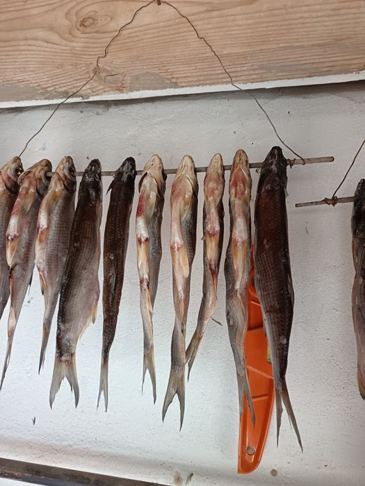 Кепкен рыбец чехон сатылады