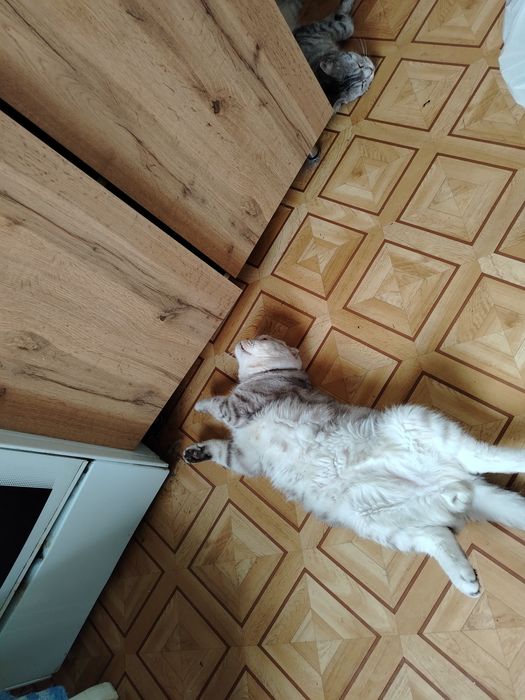 Кот на вязку. Скоттиш фолд.