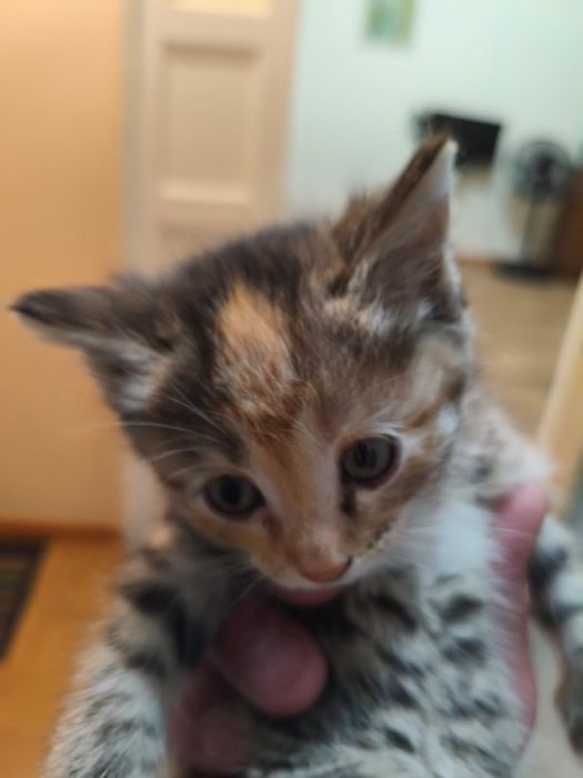 Котята.отдадим бесплатно