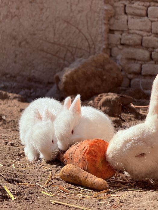 Кролики куён quyon