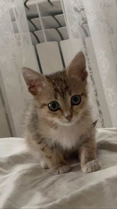 Котята ищут  дом