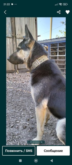 Продам щенят ВЕО,девочки!