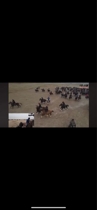 Дончак айгыр кокпар уйырге