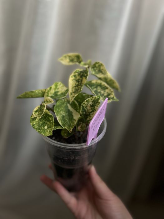 Бугенвиллия Golden Red