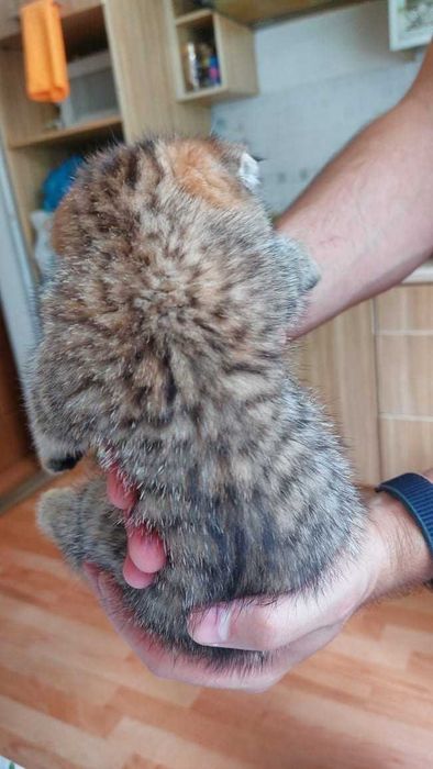 Вислоухие шотландцы