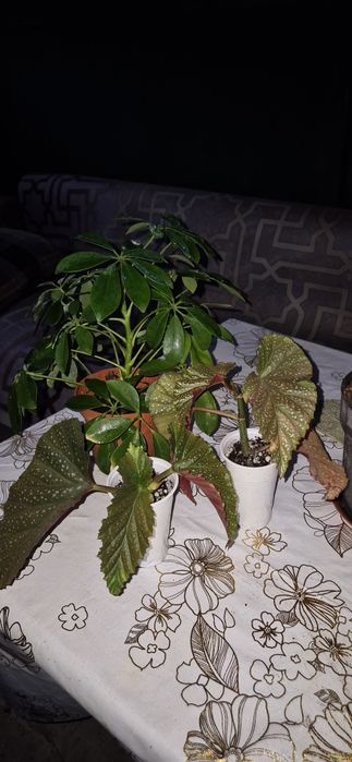Продам комнатные цветы