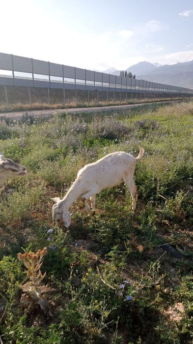 Продаётся козёл.