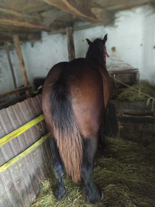 Vând manză de 1,5 luni