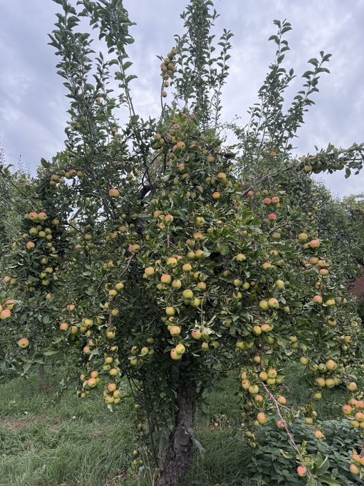 В продаже горные Яблоки - Груши