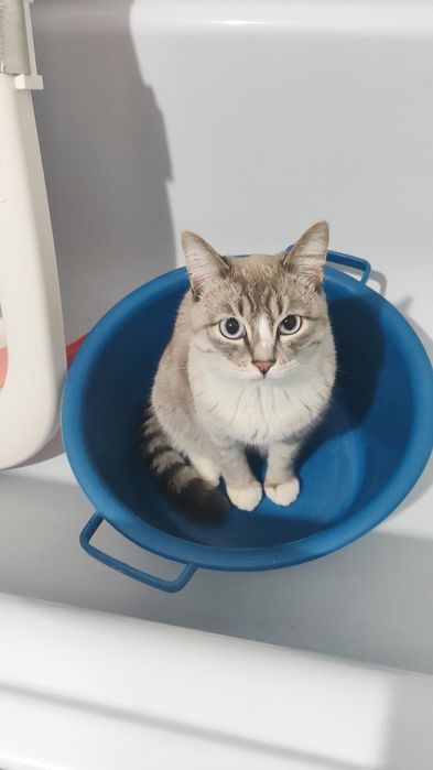 Отдам кота в добрые руки