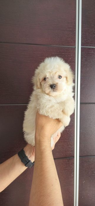 Предлагаю щенков породы Мальтипу Ф1