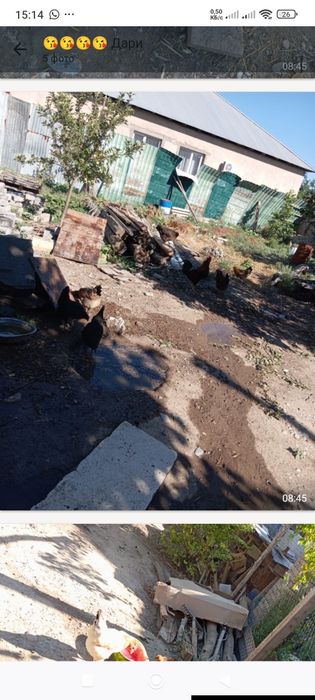 Сатылады тауык кур