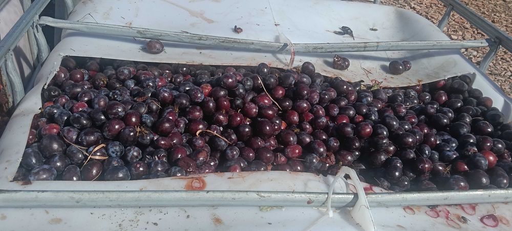 Prune de vânzare