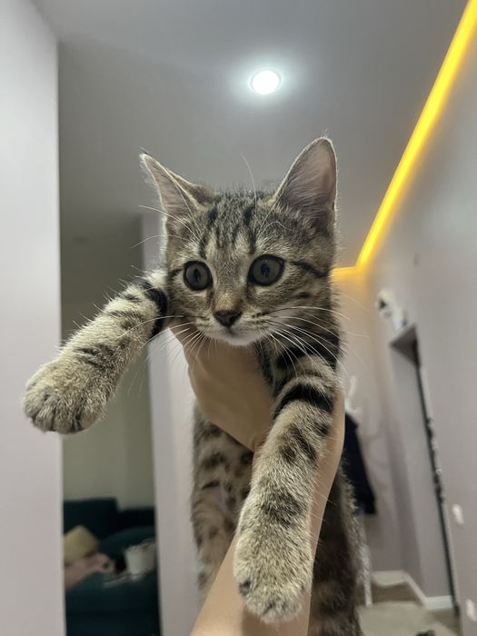 Котенок 25к Актау!!! Породистый