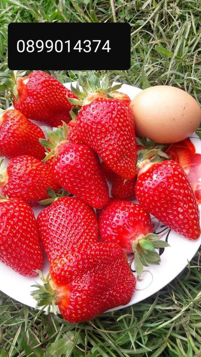 Продавам Елитен Разсад Ягоди И Малини