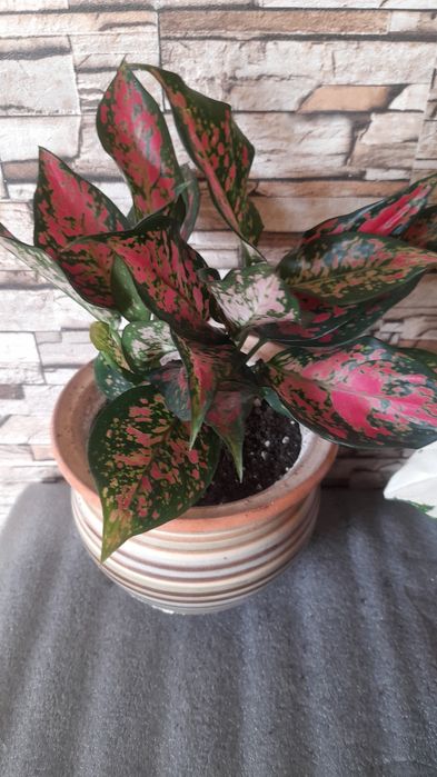 Аглаонема  комнатные