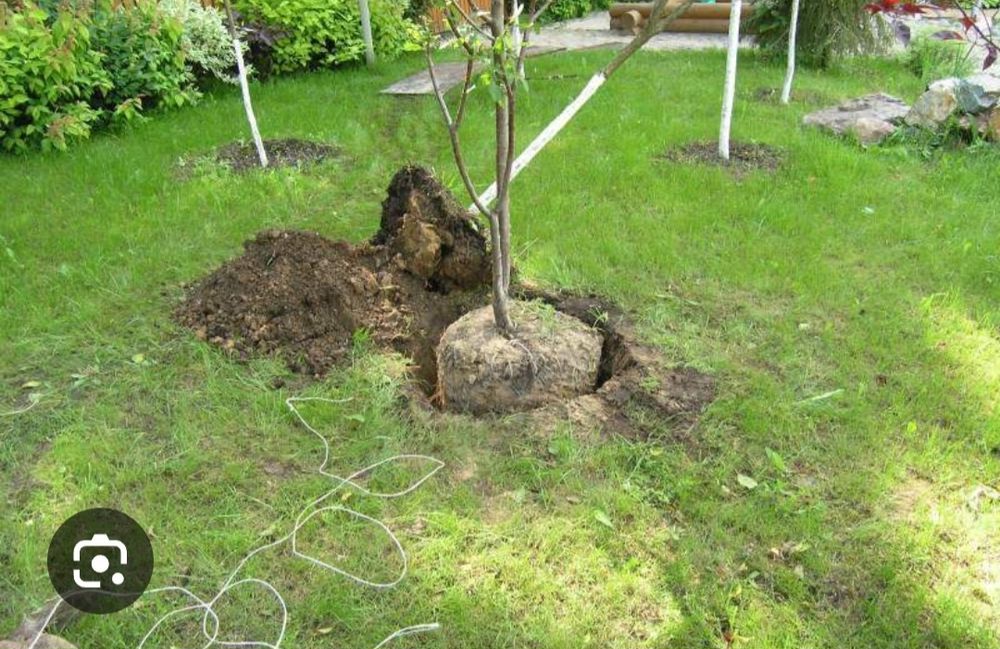 Посадка-пересадка  деревьев