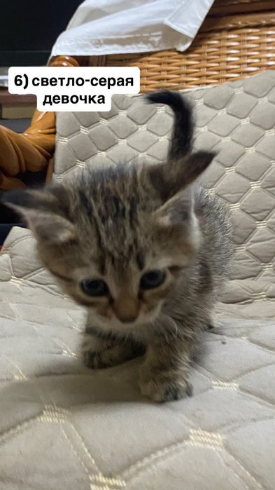 отдам милых котят