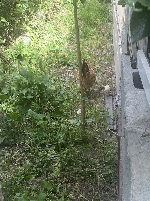 Курица с цыплятами