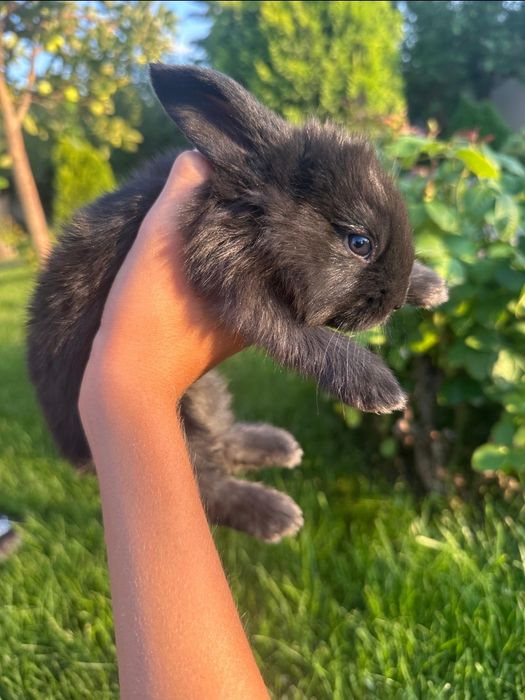 Pui de iepure disponibili doar pe Maro restul sunt vânduți