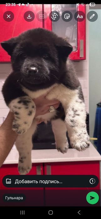 Щенки высокопородные