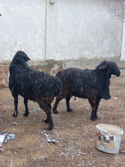 Qoy sotiladi кой сотилади