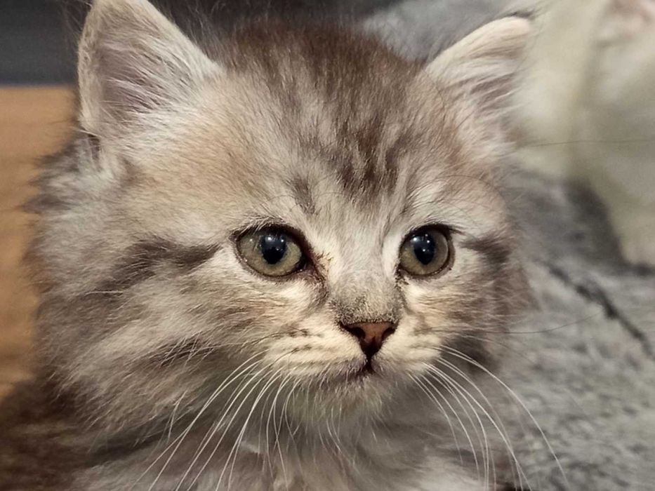 Полуперсийски котенца