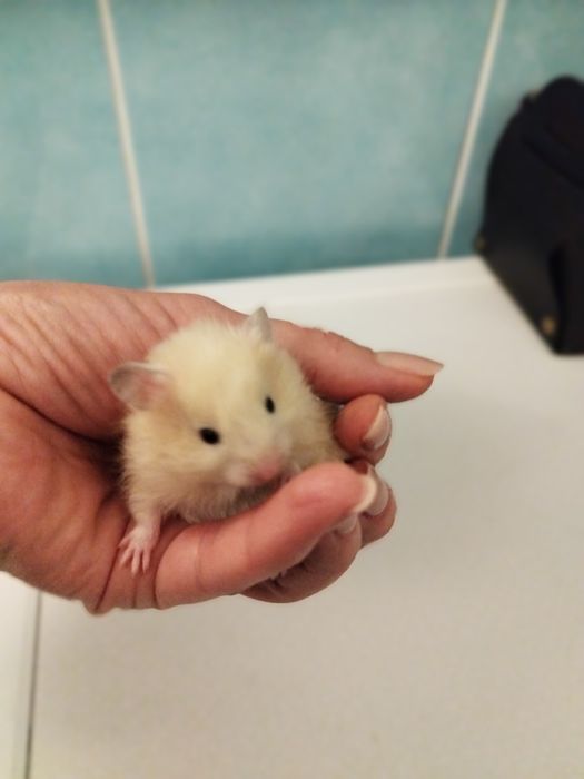 Отдам даром молодых сирийских хомяков