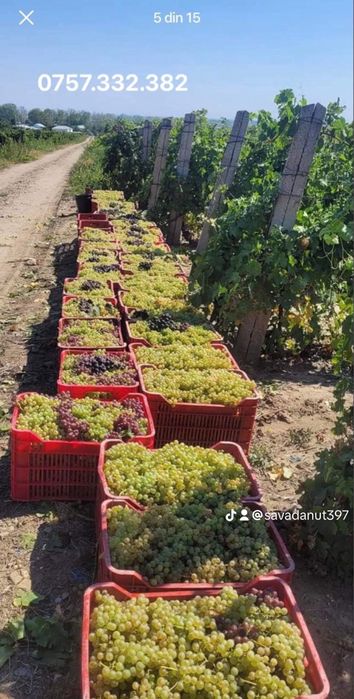Vand struguri de vin
