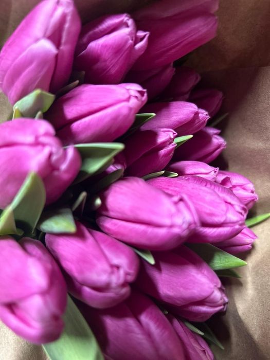 Тюльпаны оптом по 350 тг