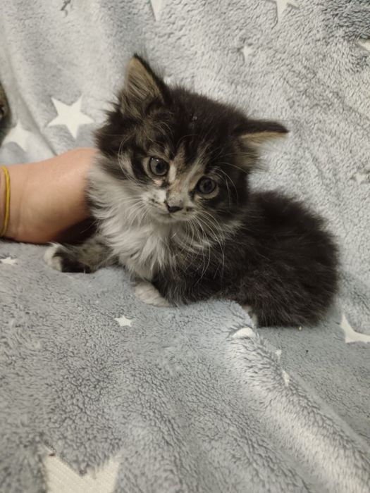 отдам котяток в добрые руки