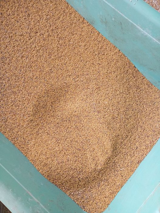 Vind sămintă de lucernă