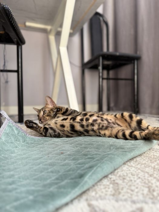 Бенгальский котик