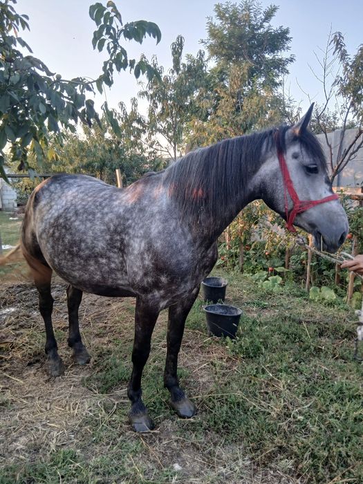 Iapă sură gestantă