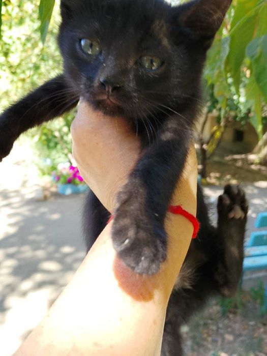 Отдам в добрые руки котят
