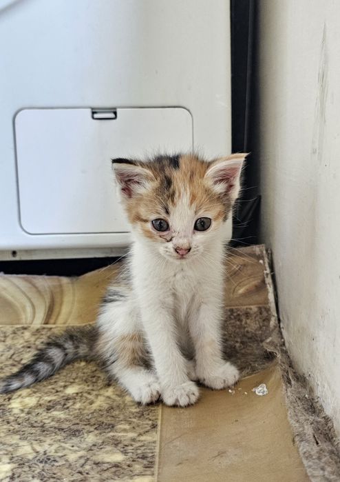 Милые котята , домашние!