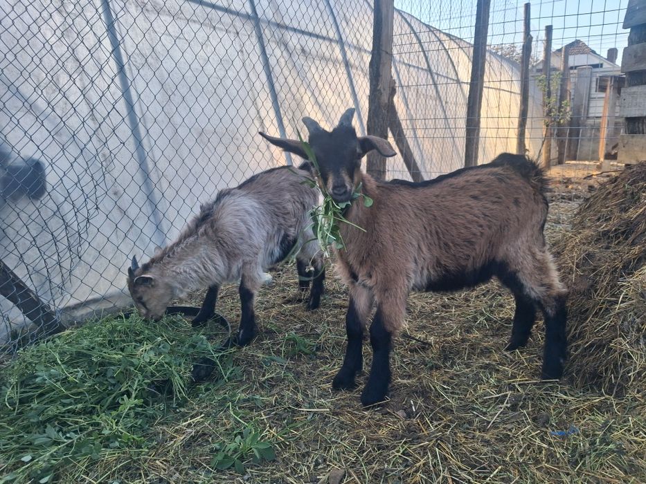 Vand sau dau la schimb iezi